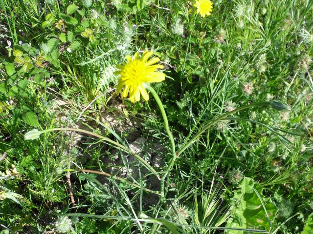 Scorzonera laciniata (=Podospermum laciniatum) / Scorzonera sbrindellata